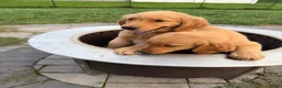 Golden Retriever dogs for sale: Scarlet - Ad 9