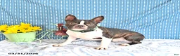 Boston Terrier dogs for sale: Poncho - Ad 7
