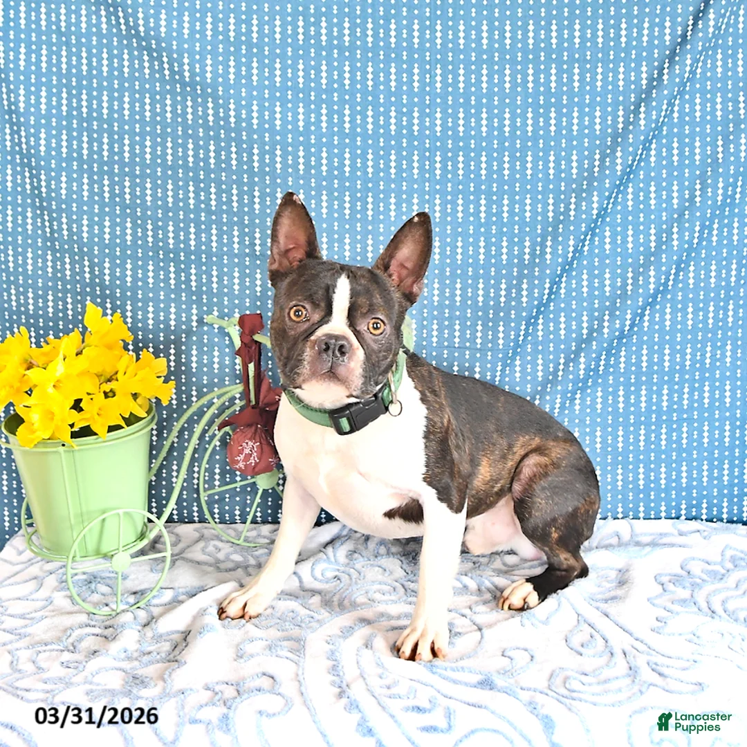 Boston Terrier dogs for sale: Poncho - Ad 7