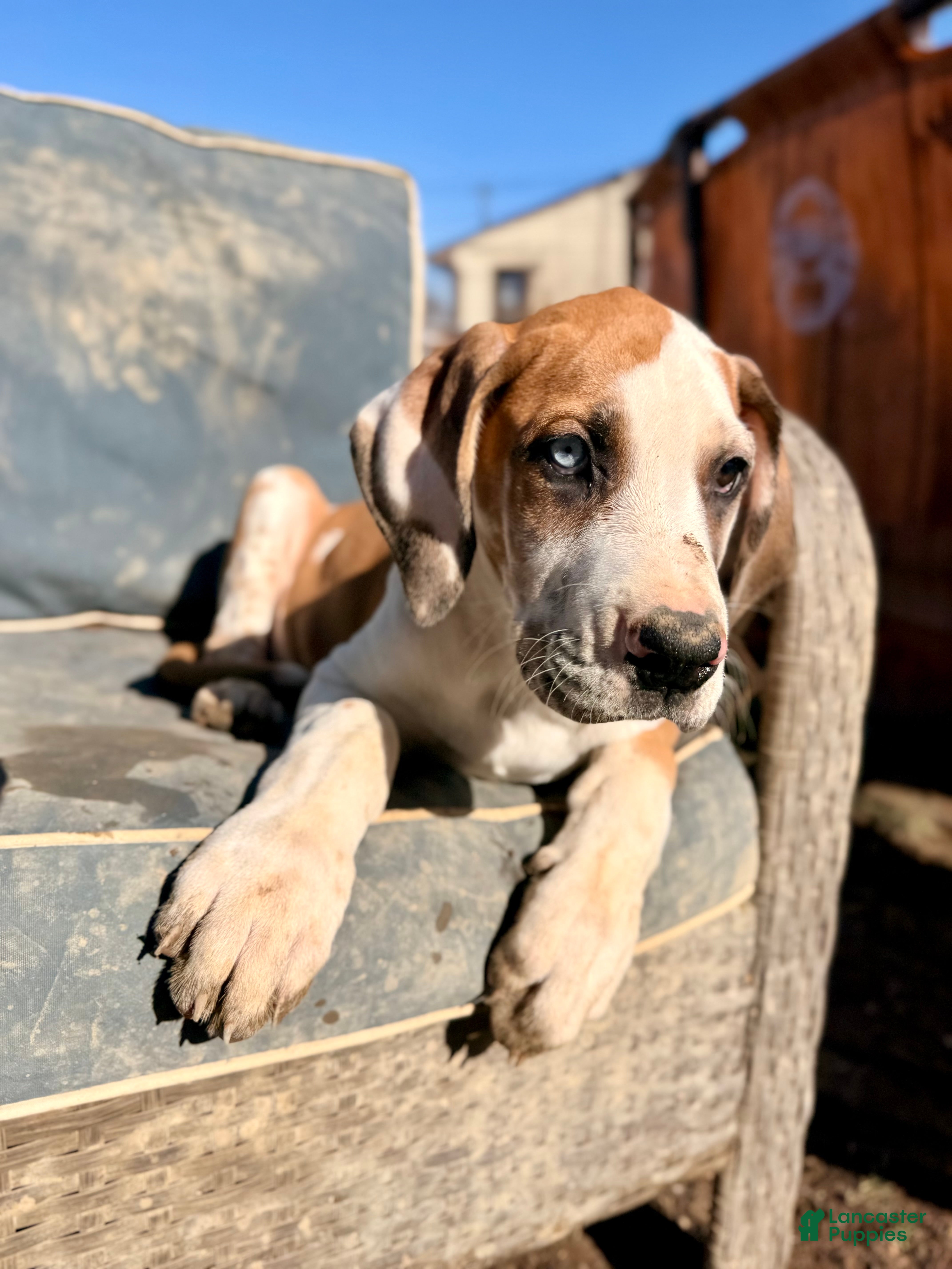 Great Dane dogs Fawnquin (Heavy Euro) - Ad 2