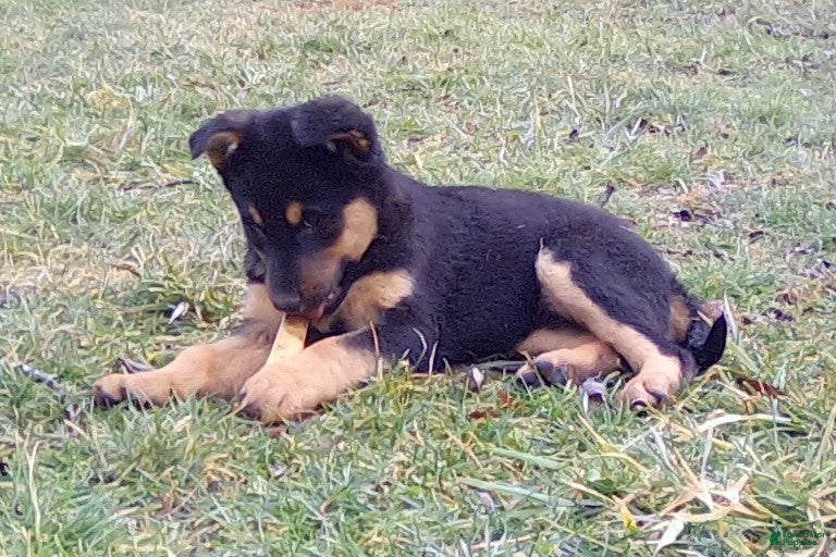 Mixed Breed dogs Forest - Ad 2