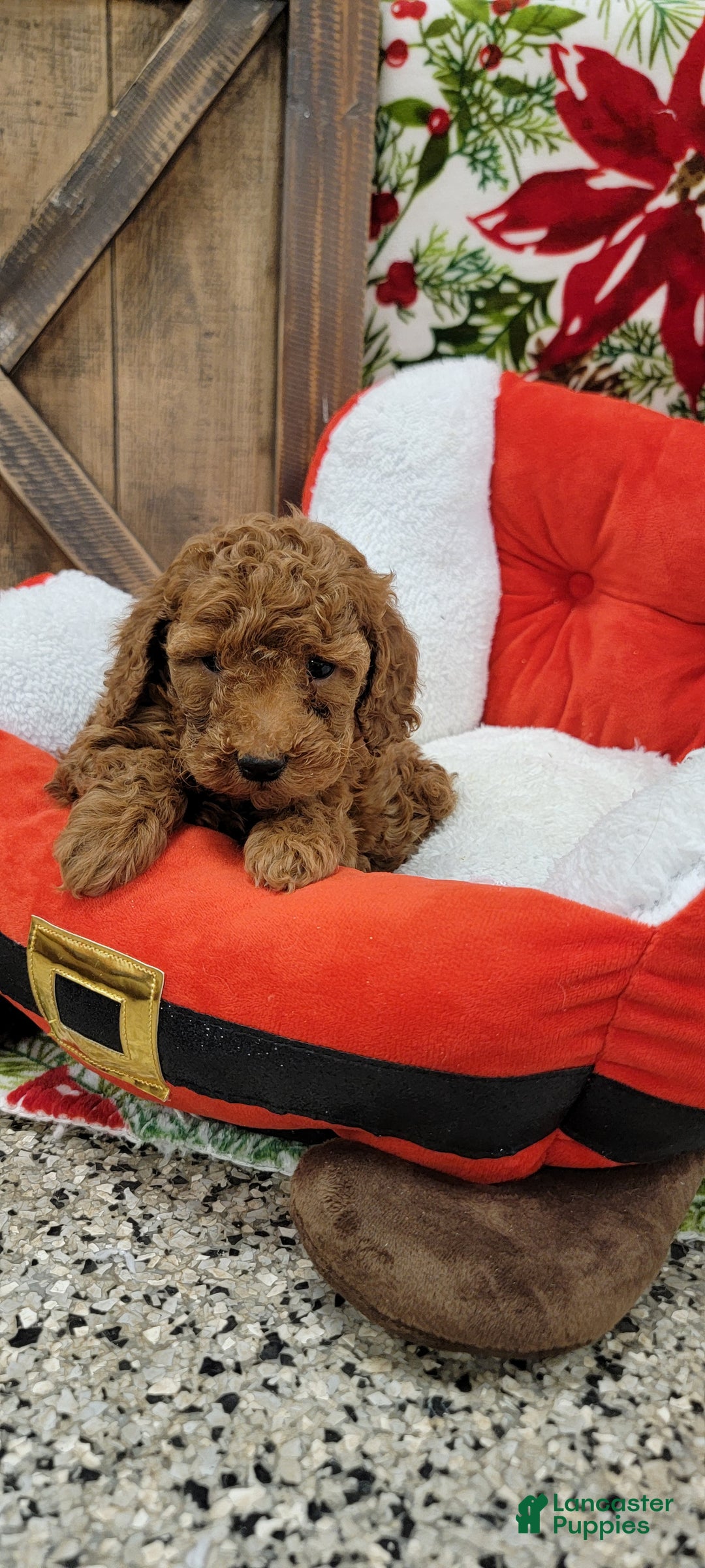 Toy Poodle dogs for sale: Myron - Ad 2