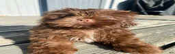 Shih Tzu dogs for sale: Tucker - Ad 9