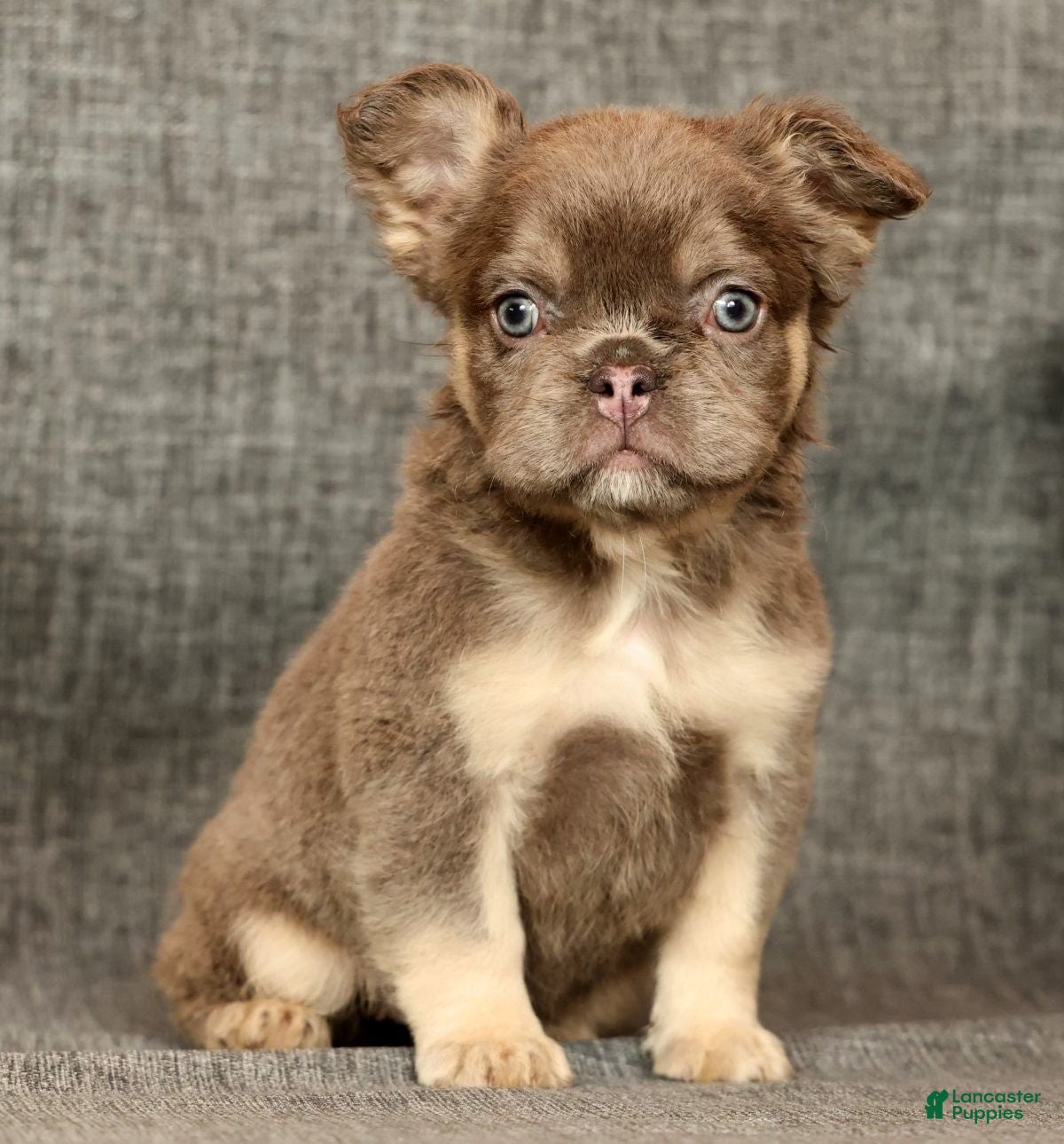 French Bulldog dogs Dana - Ad 2