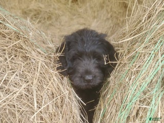 Labradoodle dogs - Ad 1