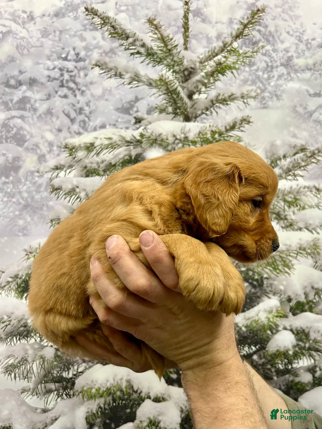 Golden Retriever dogs for sale: Prince  - Ad 7