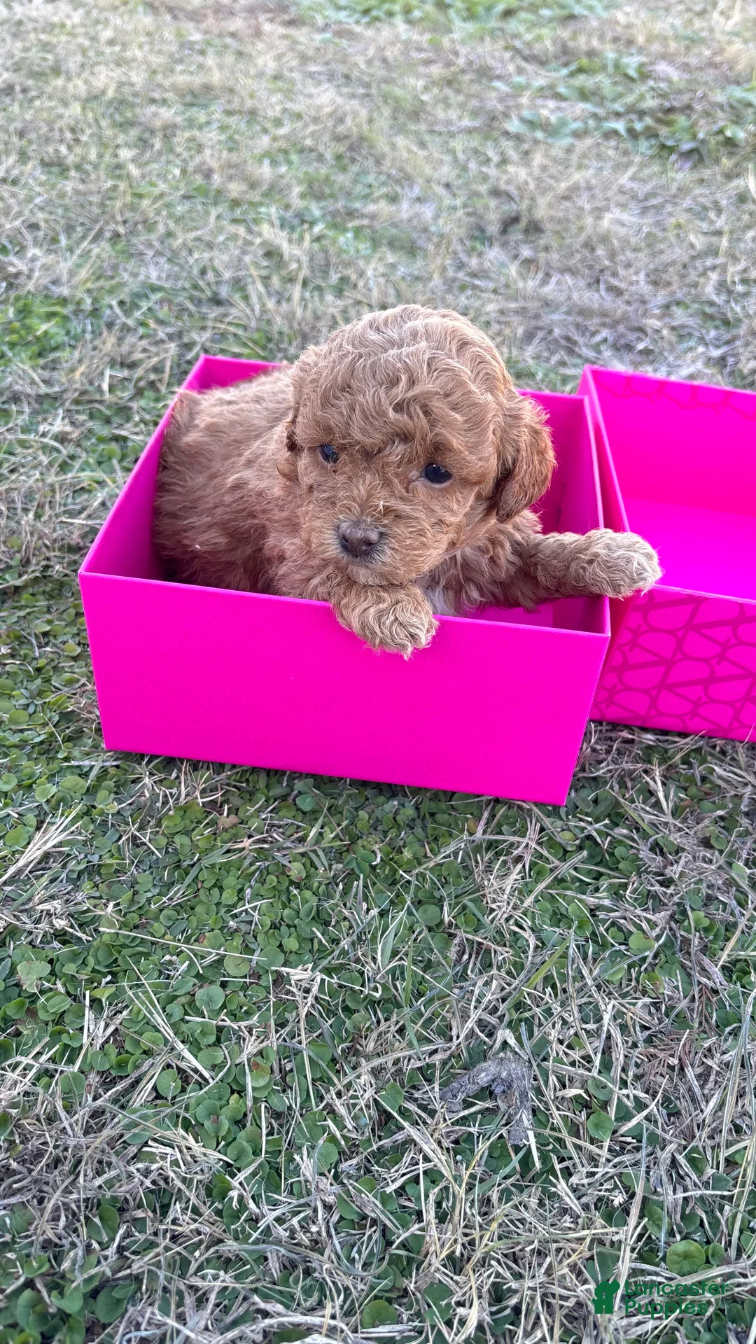 Toy Poodle dogs for sale: Toy Poodle Puppy 3 - Ad 6
