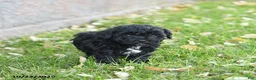 Miniature Poodle dogs for sale: Angel - Ad 2