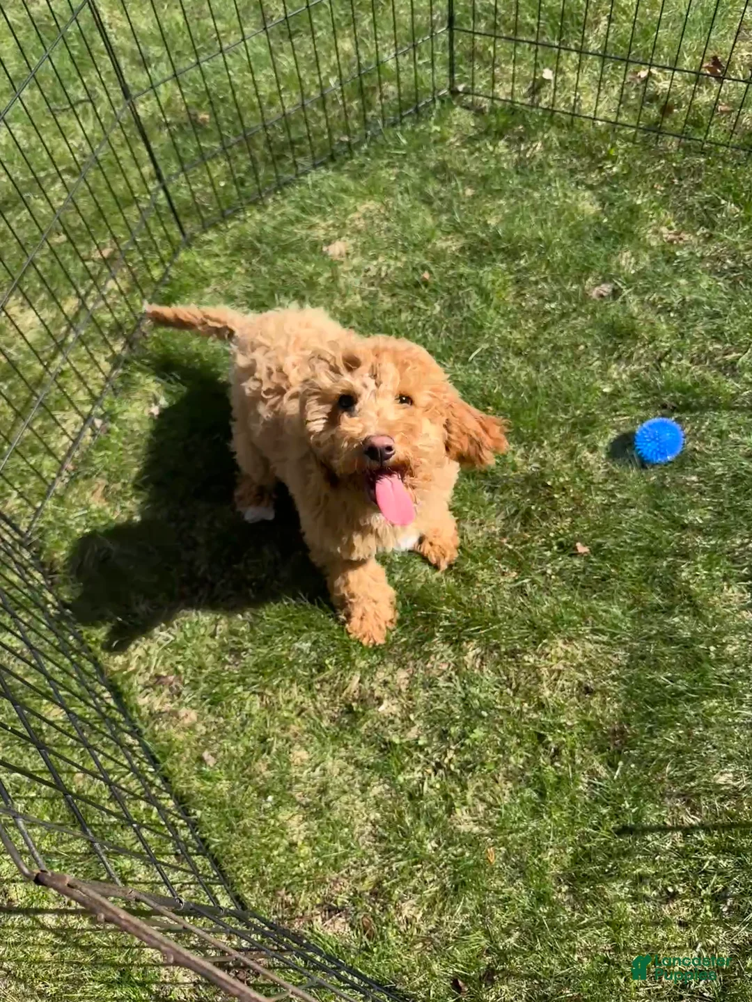 Cavachon dogs for sale: Jack - Ad 2