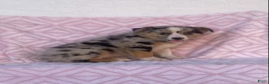 Australian Shepherd 3