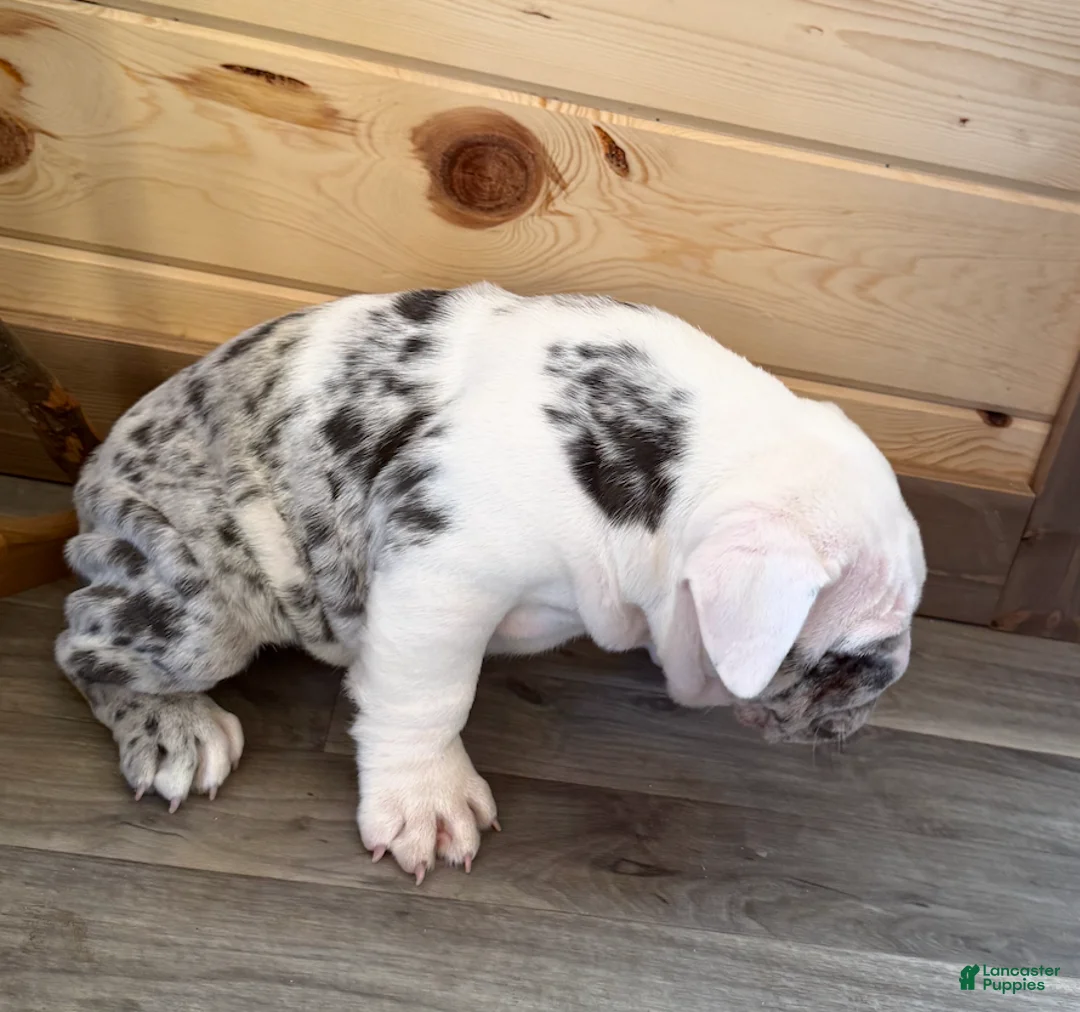 American Bulldog dogs for sale: Bailey - Ad 4