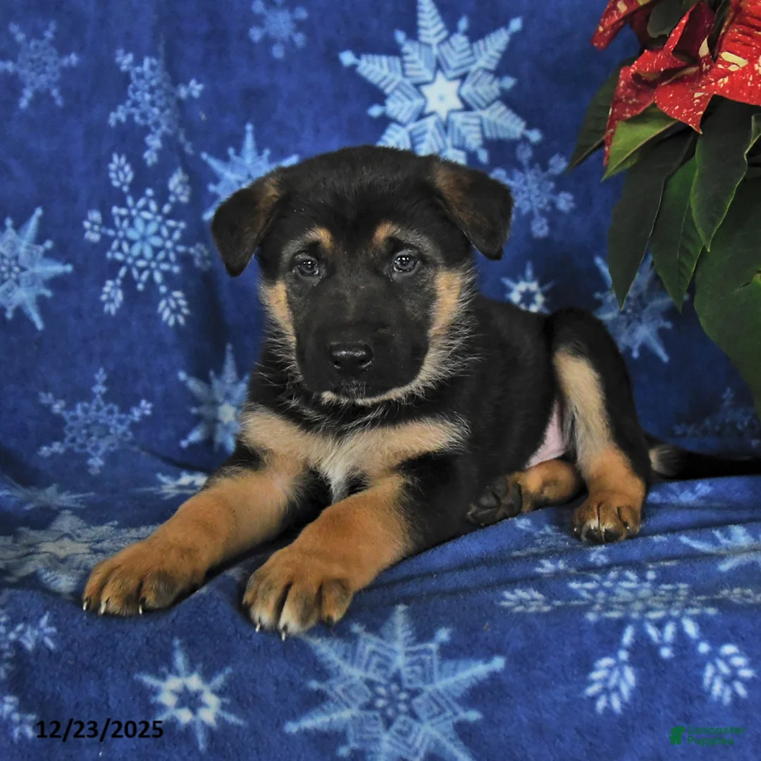 German Shepherd dogs for sale: Neil - Ad 8