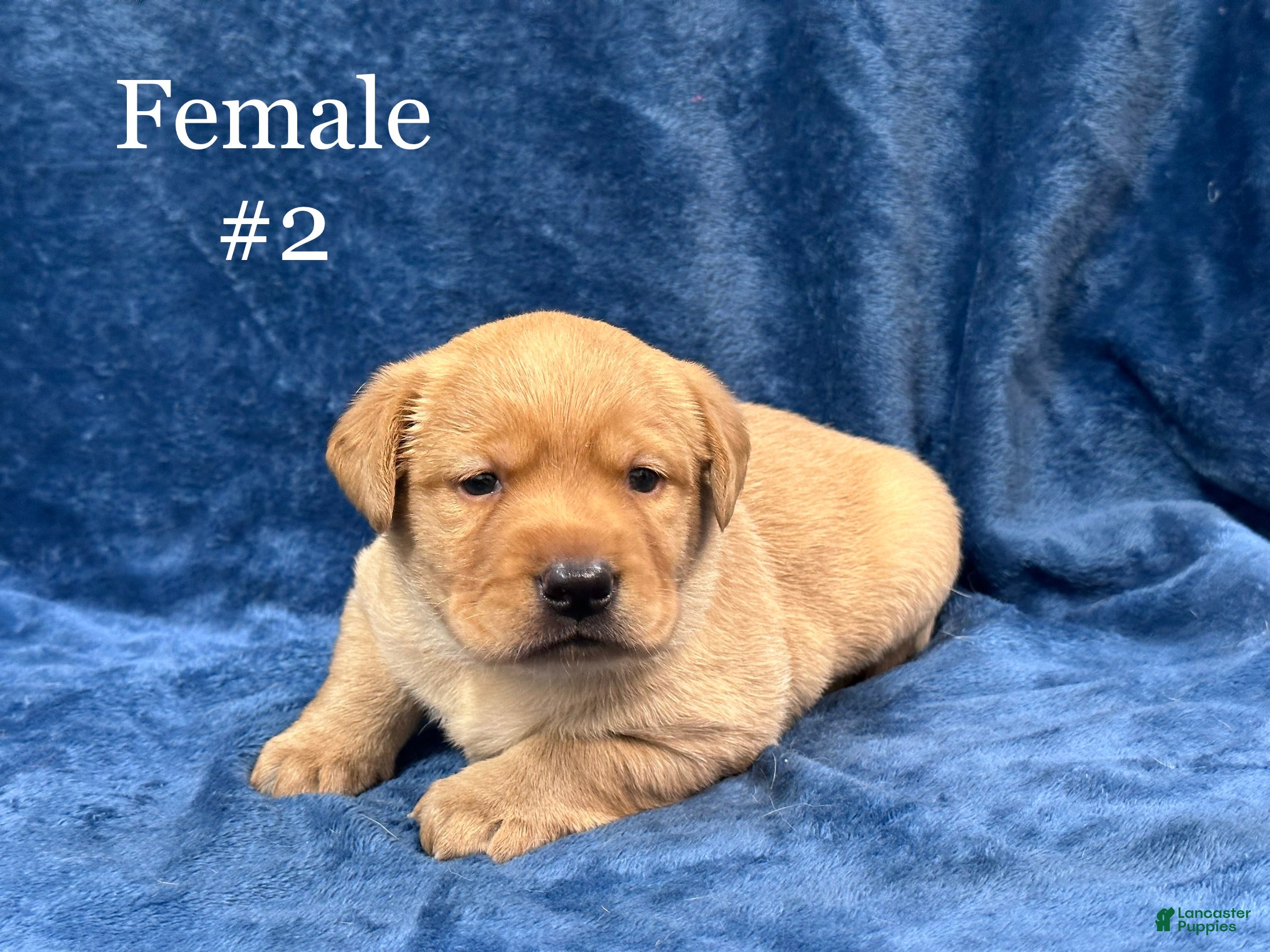 Labrador Retriever dogs Female #2 aka second born puo - Ad 1