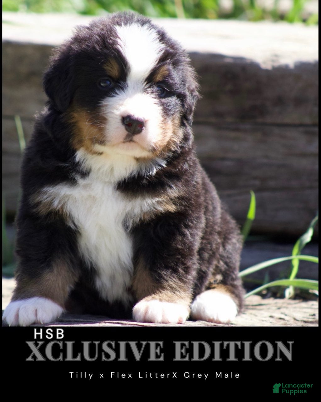 Bernese Mountain Dog dogs Bernese Mountain Dog male 2 - Ad 28