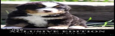 Bernese Mountain Dog male 2