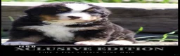 Bernese Mountain Dog dogs for sale: Bernese Mountain Dog male 2 - Ad 1