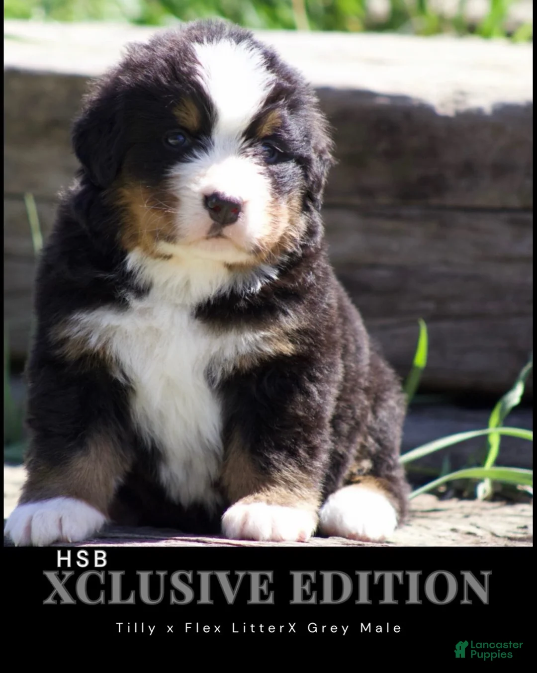 Bernese Mountain Dog dogs for sale: Bernese Mountain Dog male 2 - Ad 1