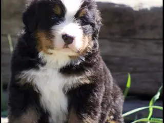 Bernese Mountain Dog dogs Bernese Mountain Dog male 2 - Ad 28