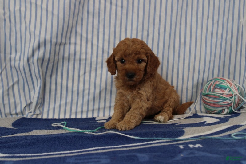 Mini Goldendoodle dogs Maui - Ad 1