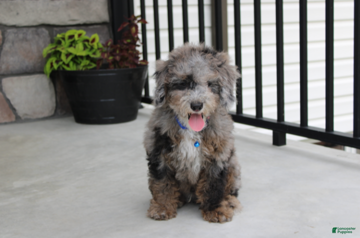 Miniature Poodle dogs Arlo - Ad 2