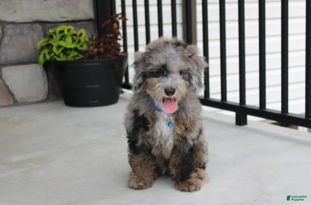 Miniature Poodle dogs for sale: Arlo - Ad 2