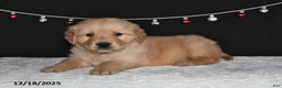 Golden Retriever dogs for sale: Asher - Ad 4