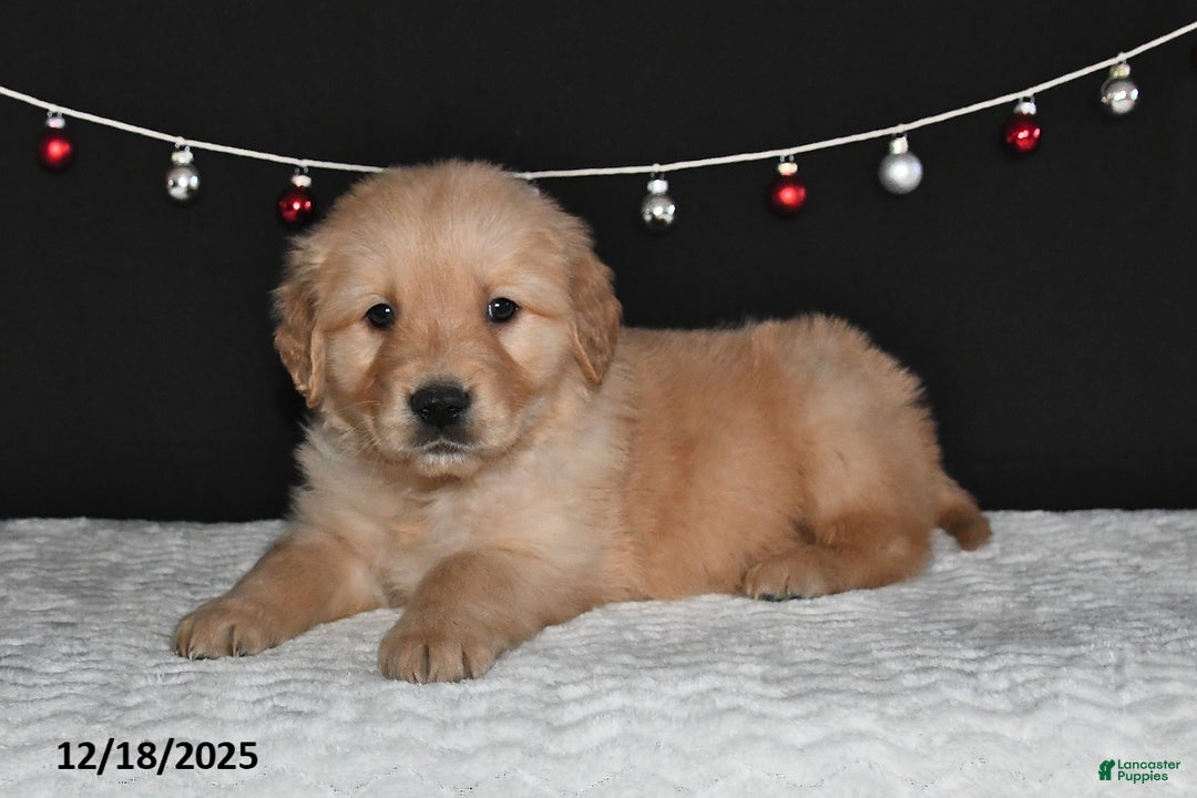 Golden Retriever dogs for sale: Asher - Ad 4