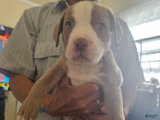 American Pit Bull Terrier dogs American Pit Bull Terrier Puppy 3 - Ad 7