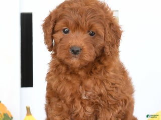 Mini Goldendoodle dogs - Ad 41