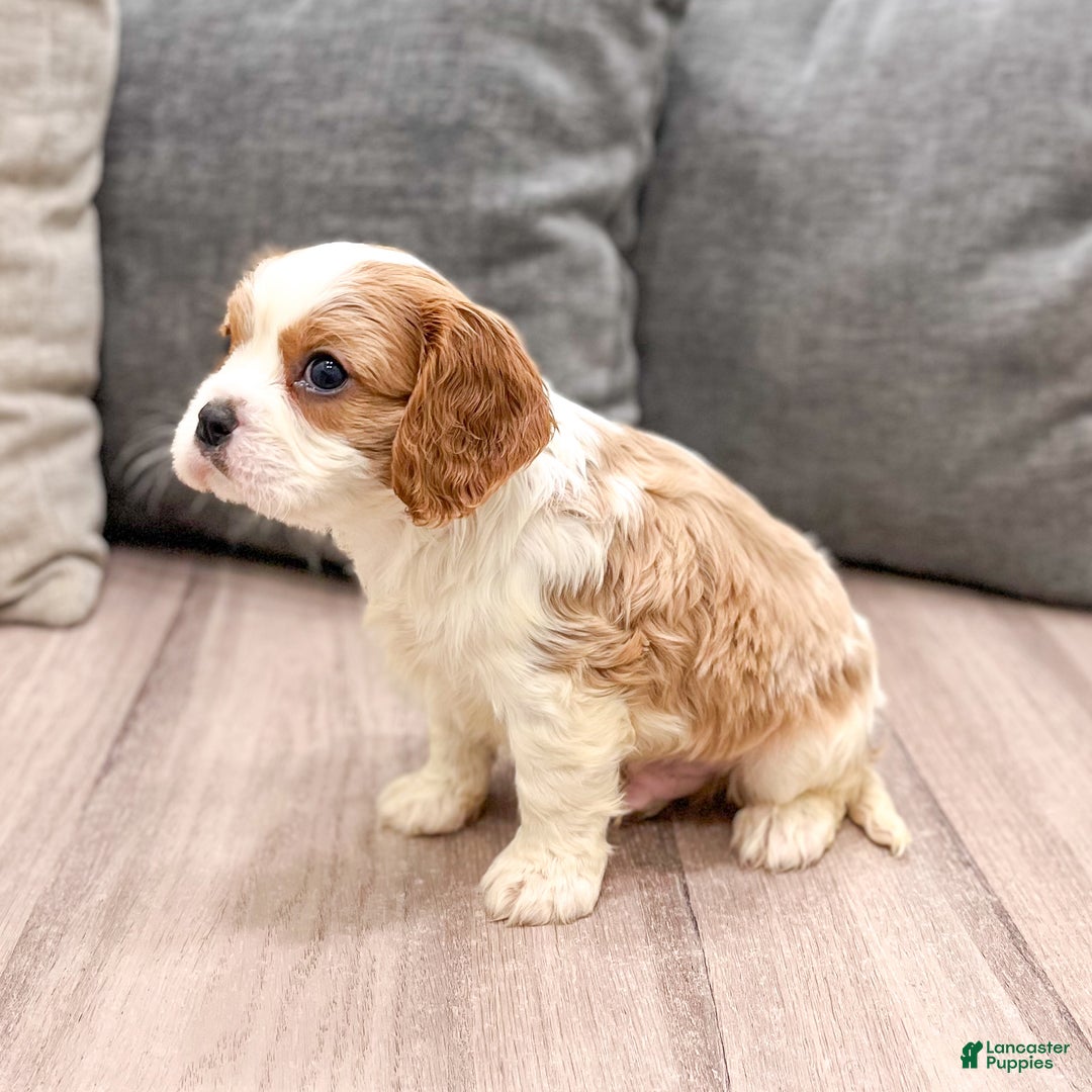 Cavapoo dogs for sale: Baxter - Ad 3