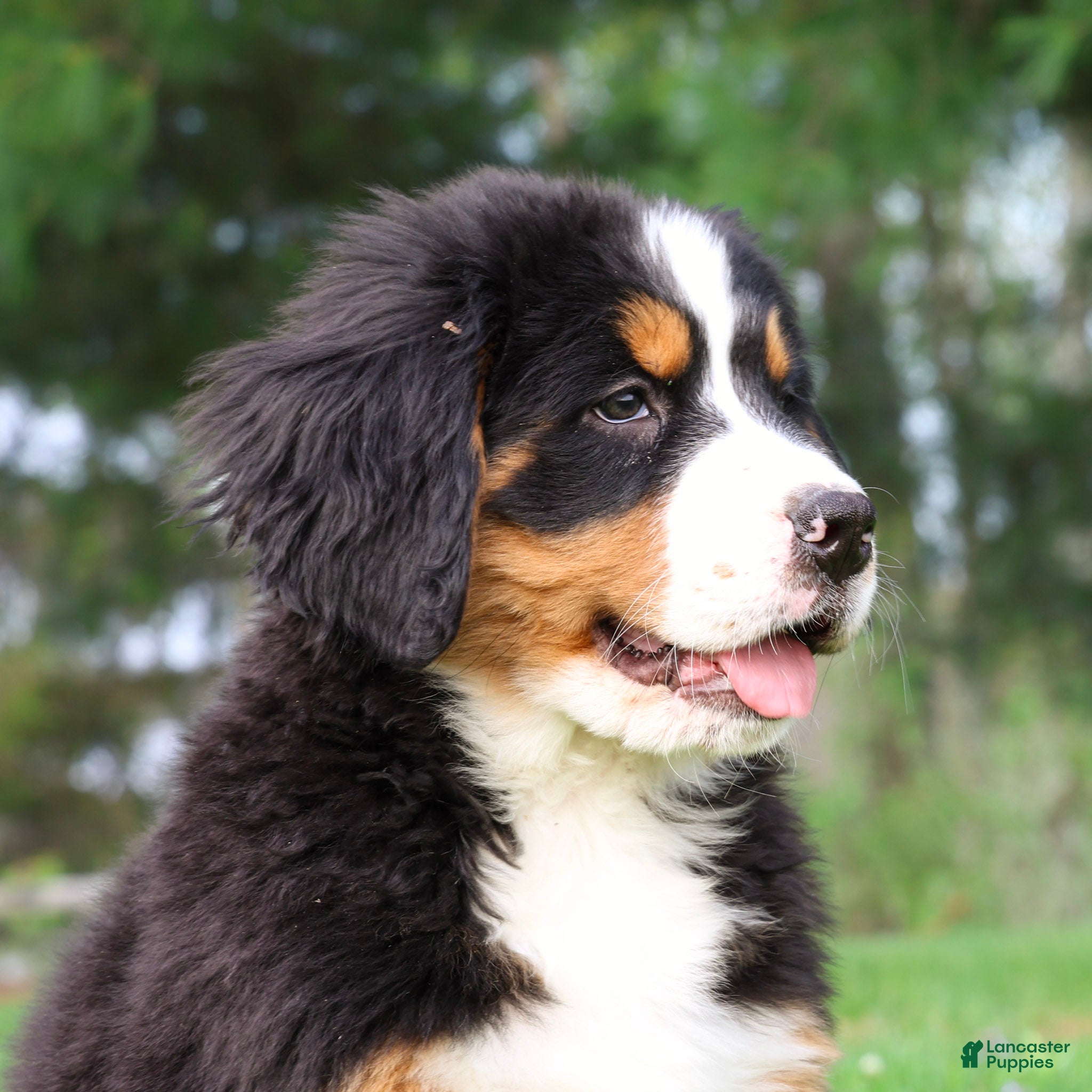 Bernese Mountain Dog dogs Rosie - Ad 1