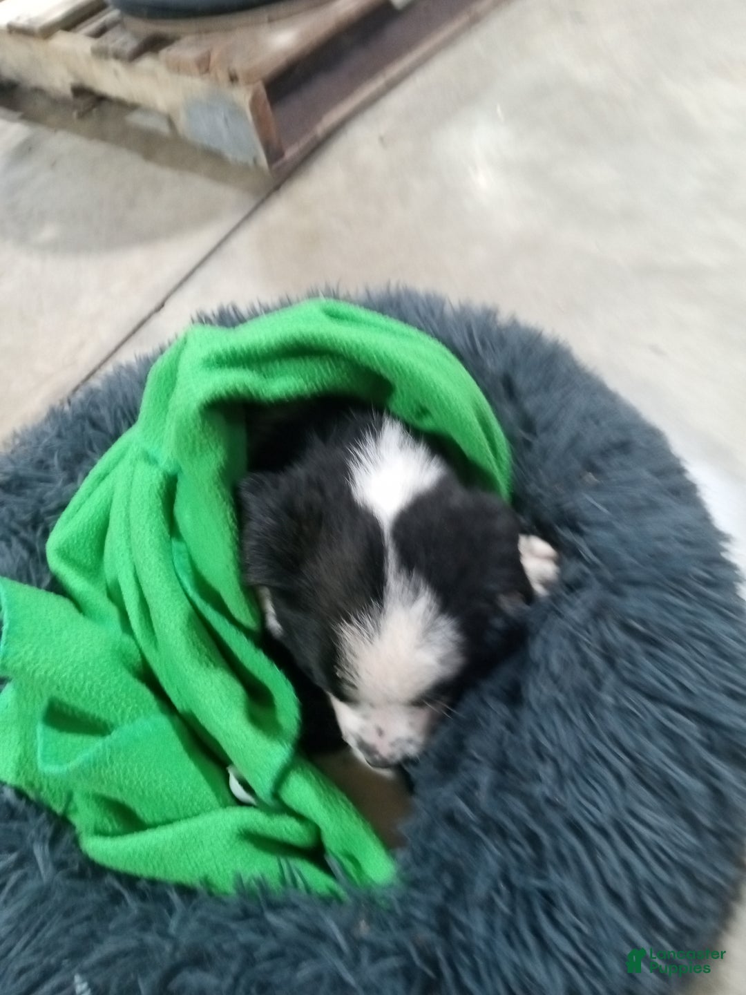 Mixed Breed dogs for sale: Caillou  - Ad 3