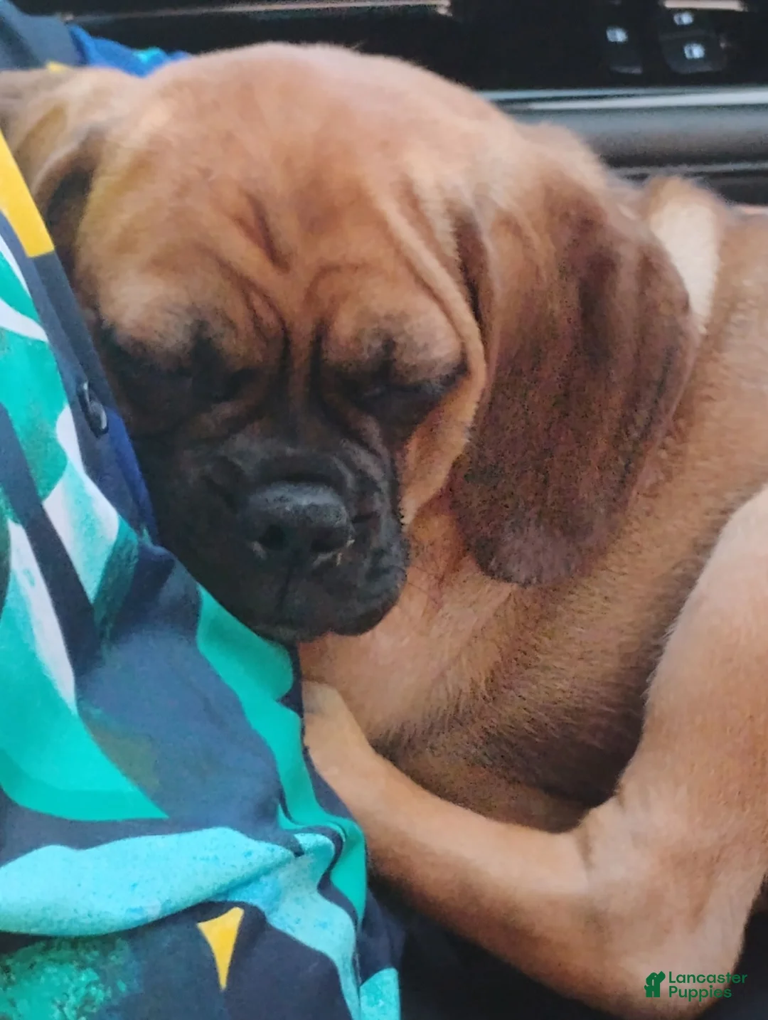 Puggle dogs for sale: Puggle 1 - Ad 2