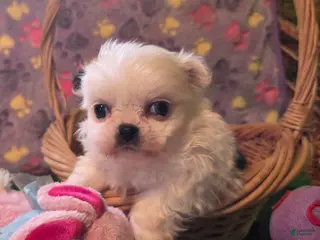 Mixed Breed dogs Mixed Breed Puppy 2 - Ad 35