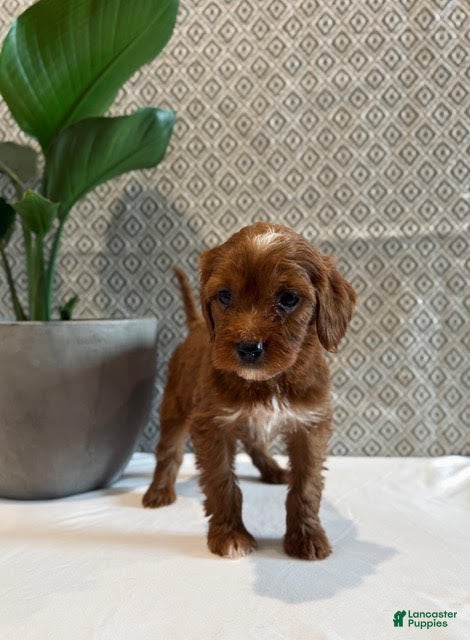 Irish Doodle dogs Sweetie - Ad 2