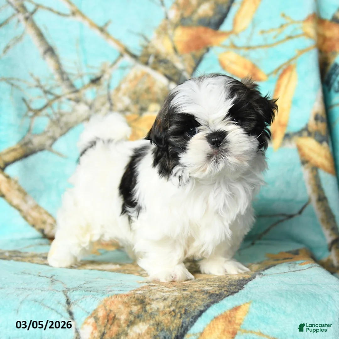 Shih Tzu dogs for sale: Tyler - Ad 2