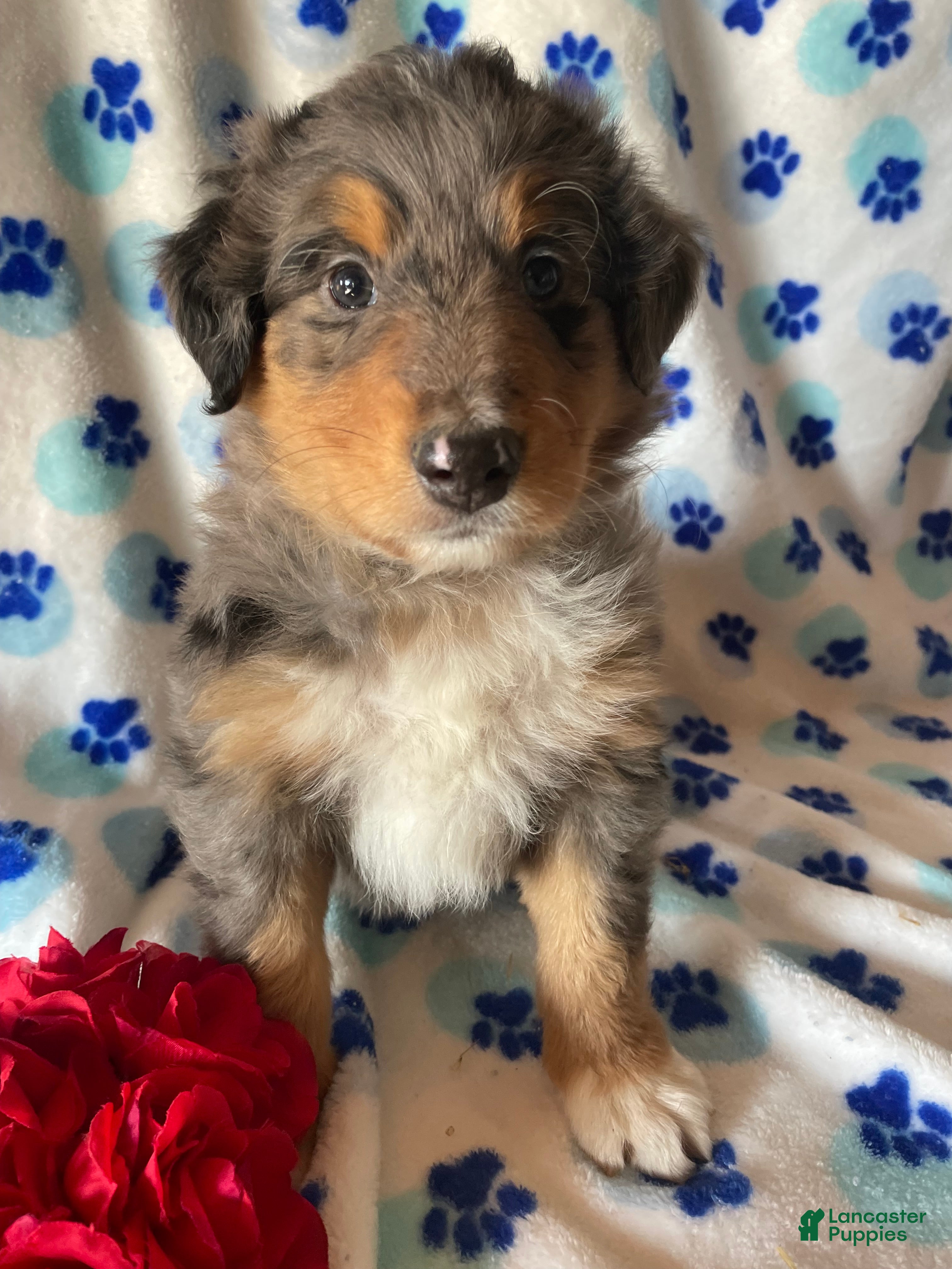 Mixed Breed dogs Leo - Ad 6