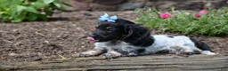 Miniature Dachshund dogs for sale: Max - Ad 2