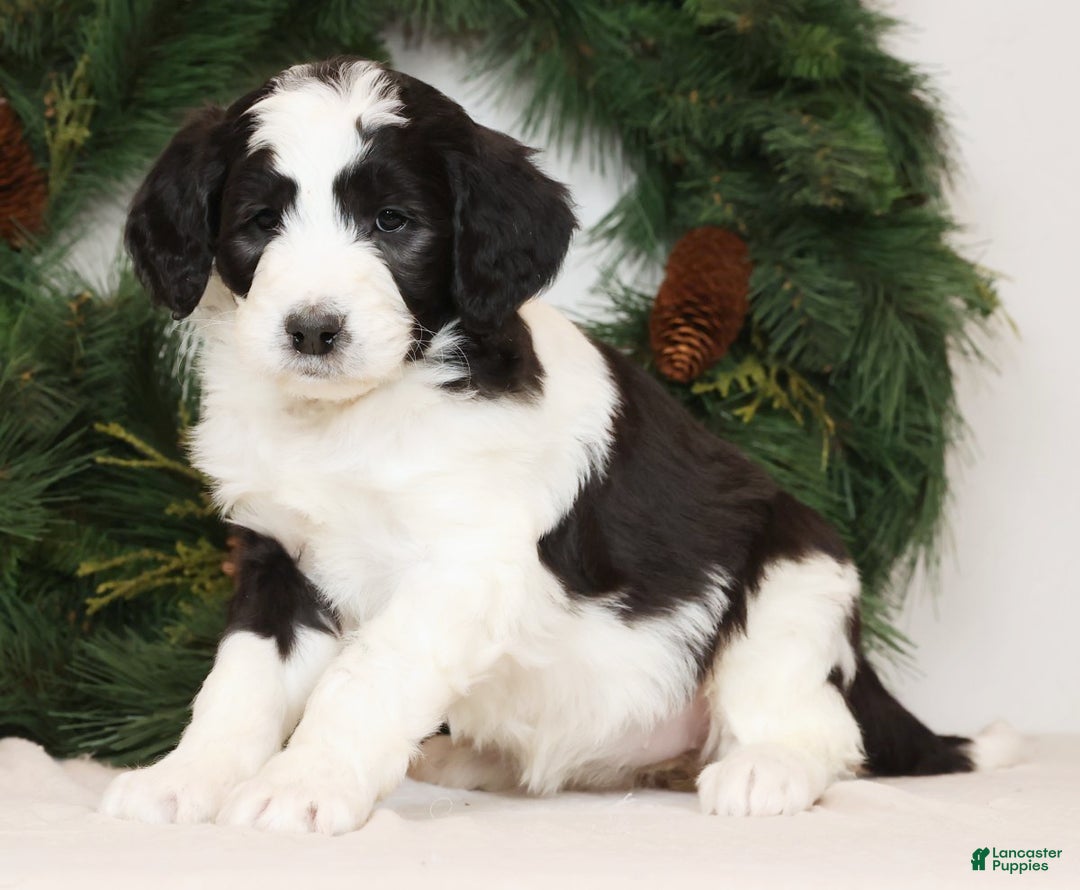 Saint Berdoodles dogs for sale: Lotty - Ad 3
