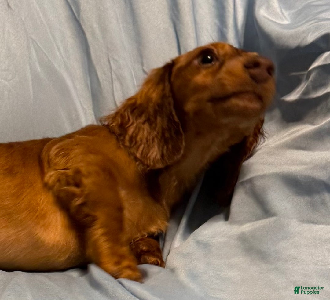 Miniature Dachshund dogs for sale: Sunny - Ad 5