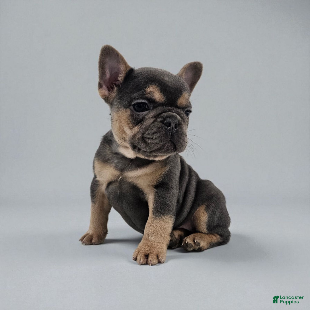 French Bulldog dogs for sale: Mindy - Ad 2