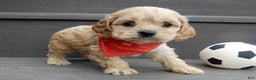 Cockapoo dogs for sale: Shawn - Ad 3