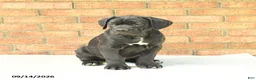 Cane Corso dogs for sale: Bear - Ad 5