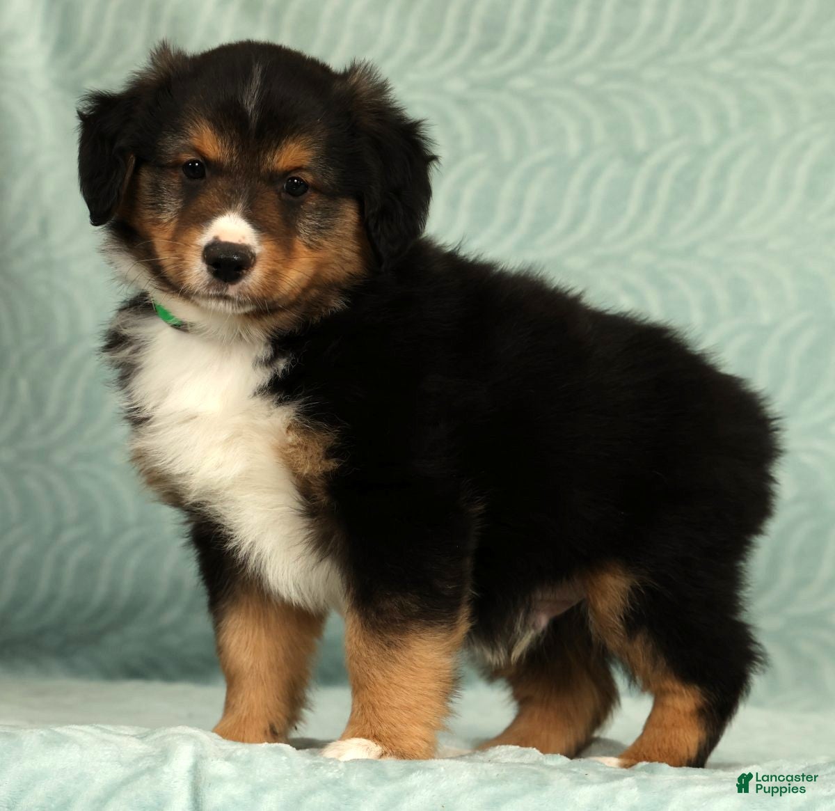 Australian Shepherd dogs for sale: Dallas - Ad 1