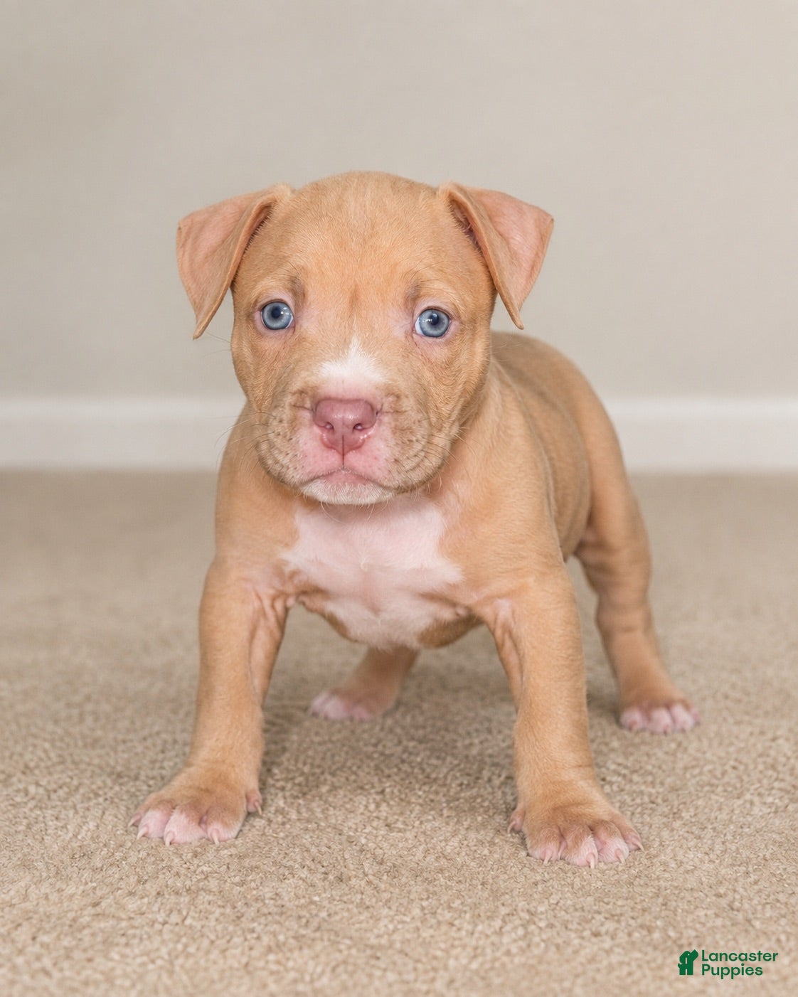 American Bully dogs Aang - Ad 13