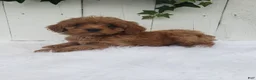 Cavapoo dogs for sale: Rex  - Ad 5