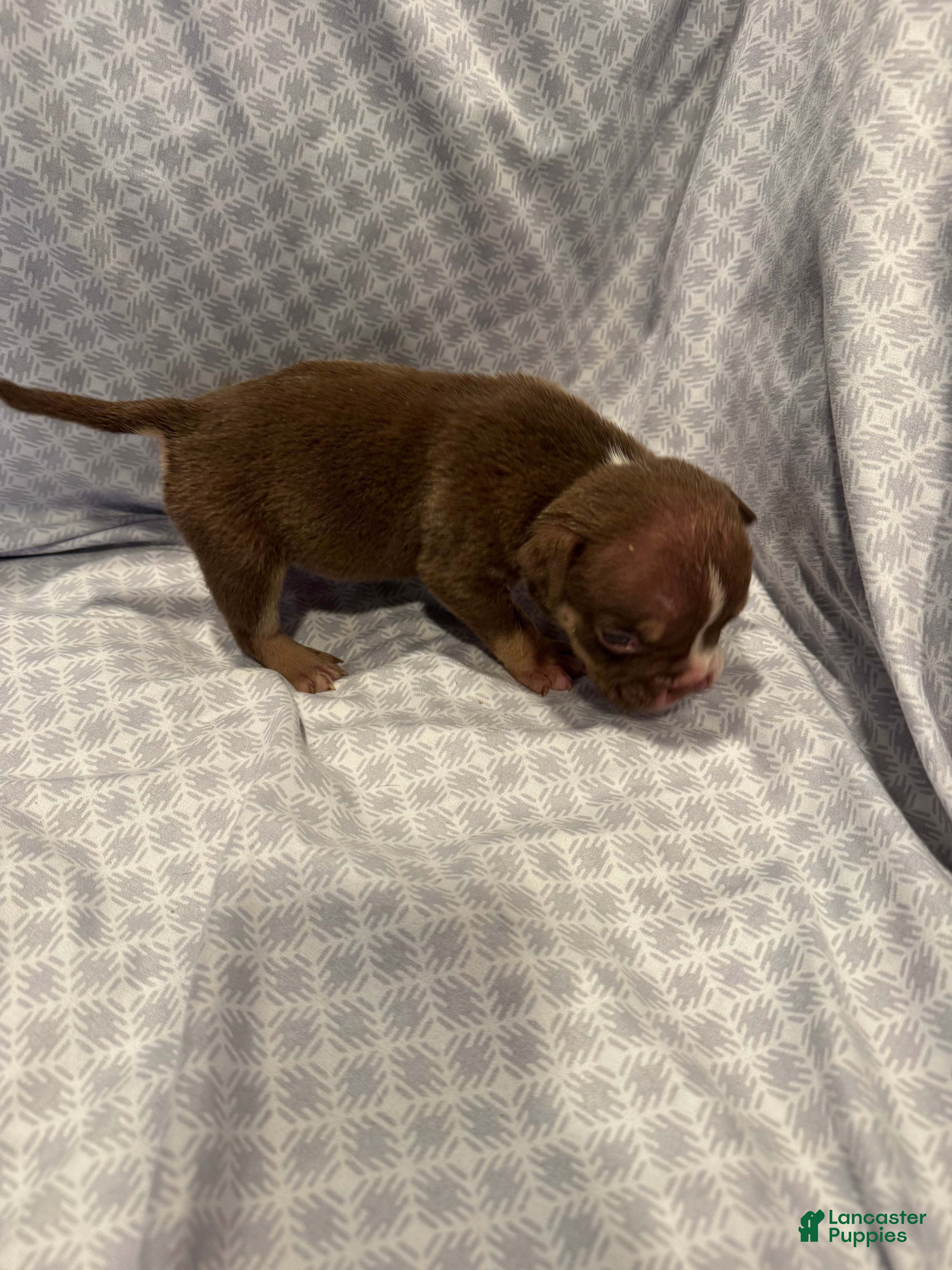 American Bully dogs American Bully Puppy 8 - Ad 2