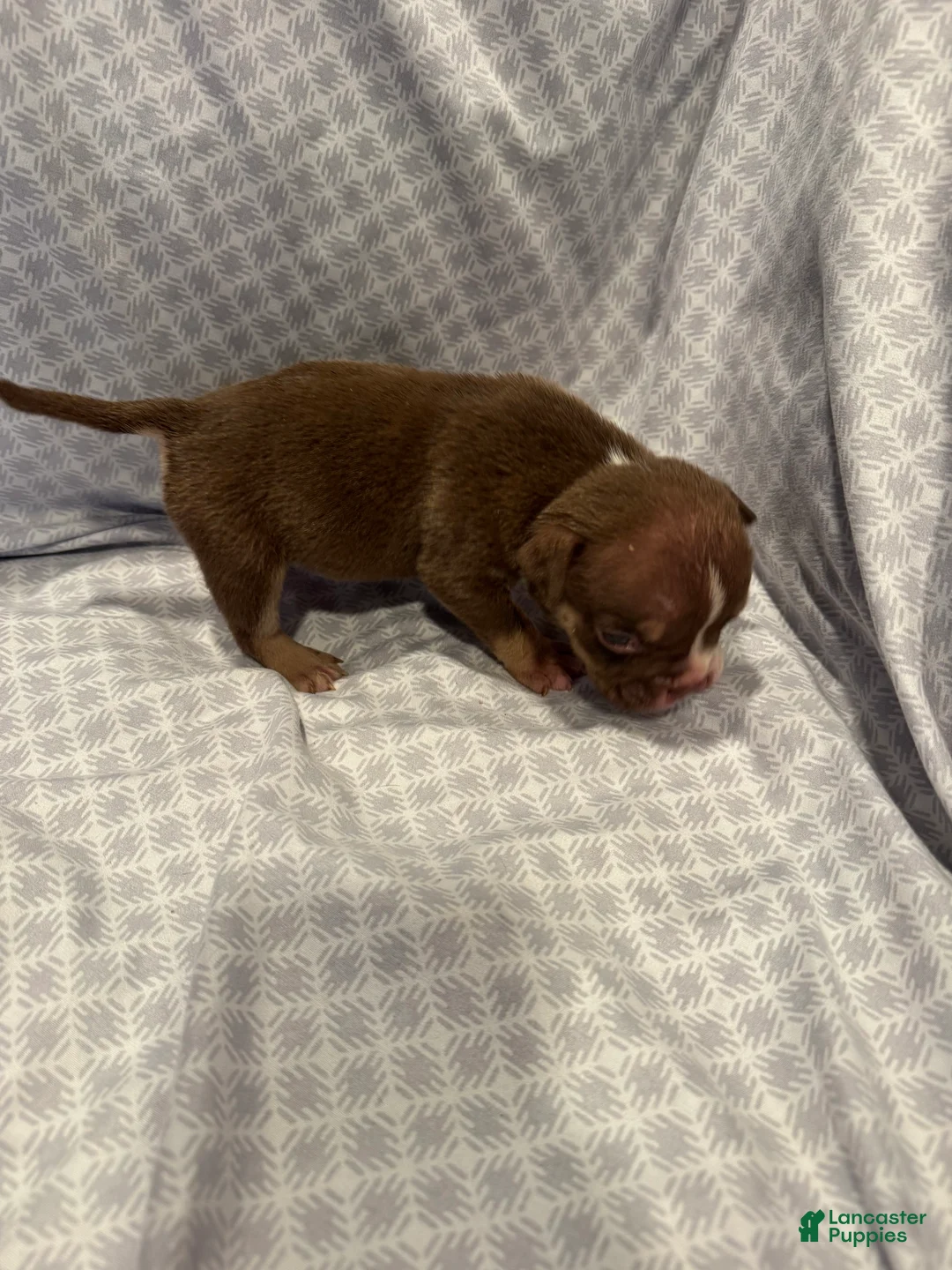 American Bully dogs for sale: American Bully Puppy 8 - Ad 2