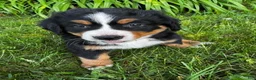 Bernese Mountain Dog dogs for sale: Annie - Ad 6