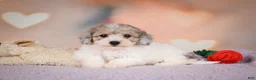 Maltipoo dogs for sale: Jasper - Ad 10